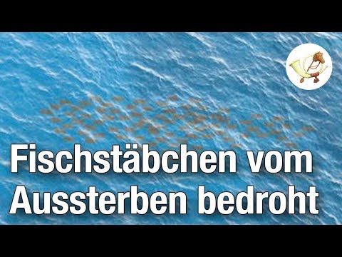 Fischstäbchen vom Aussterben bedroht [Postillon24]