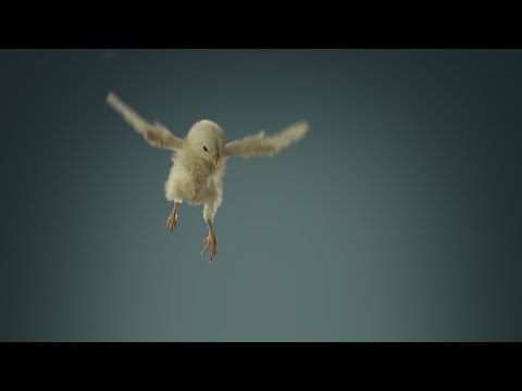 PeTA - Flying Chicks